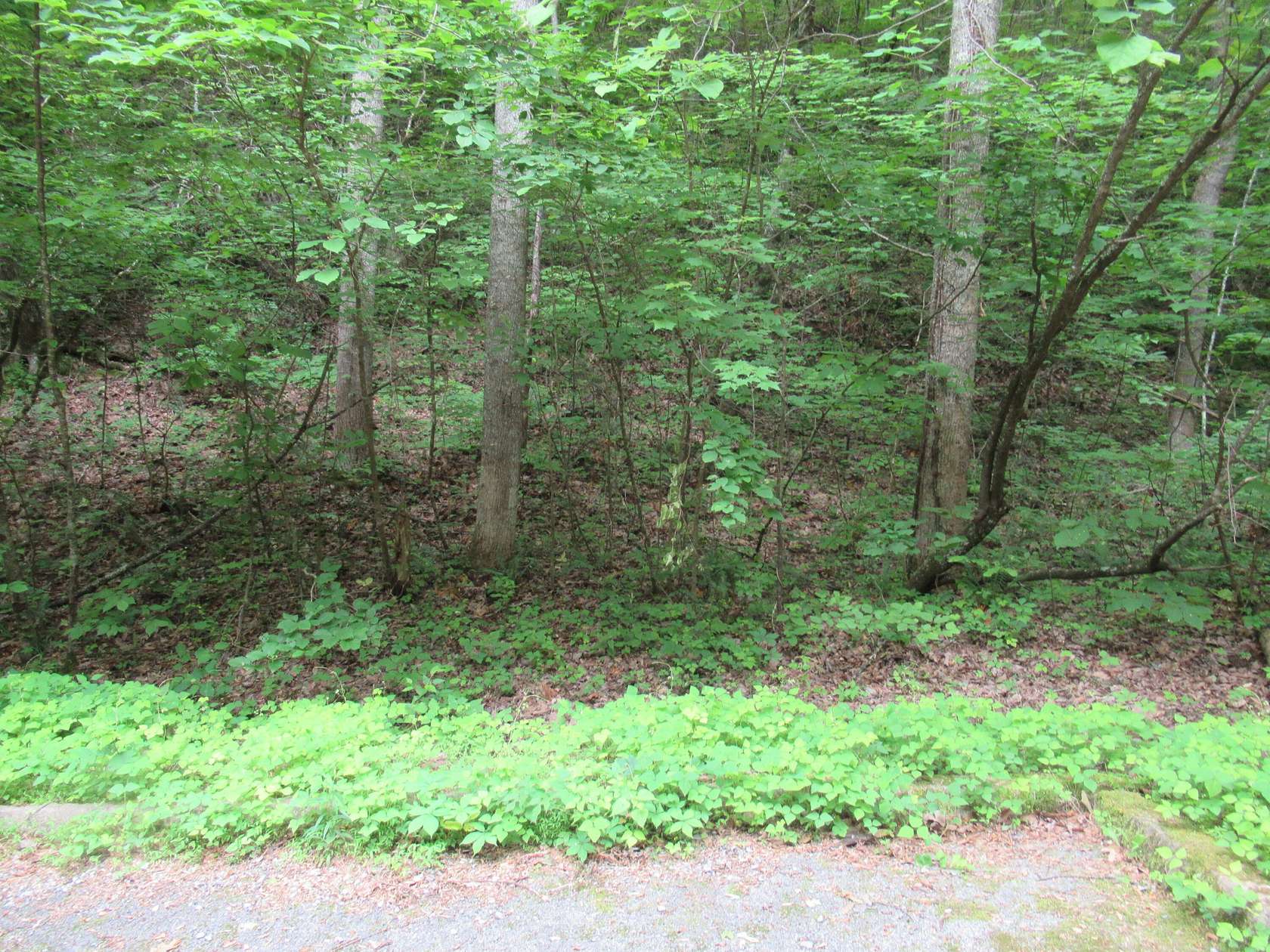 1.9 Acres of Residential Land for Sale in Sevierville, Tennessee