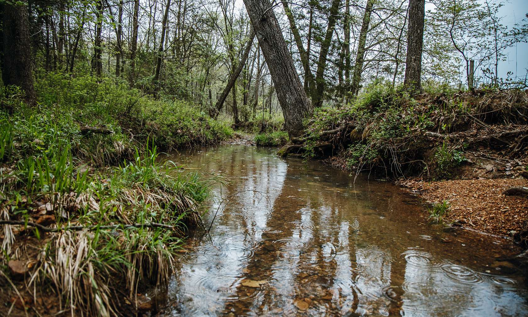 40 Acres of Recreational Land for Sale in Bland, Missouri