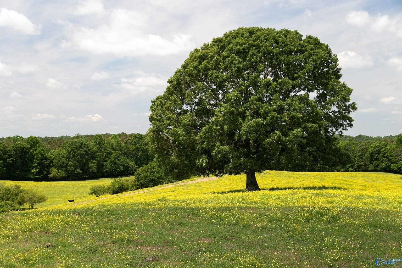 120.5 Acres of Agricultural Land for Sale in Logan, Alabama