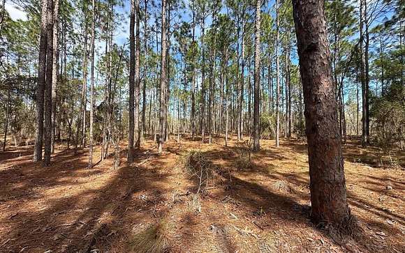 29.4 Acres of Recreational Land & Farm for Sale in Morriston, Florida