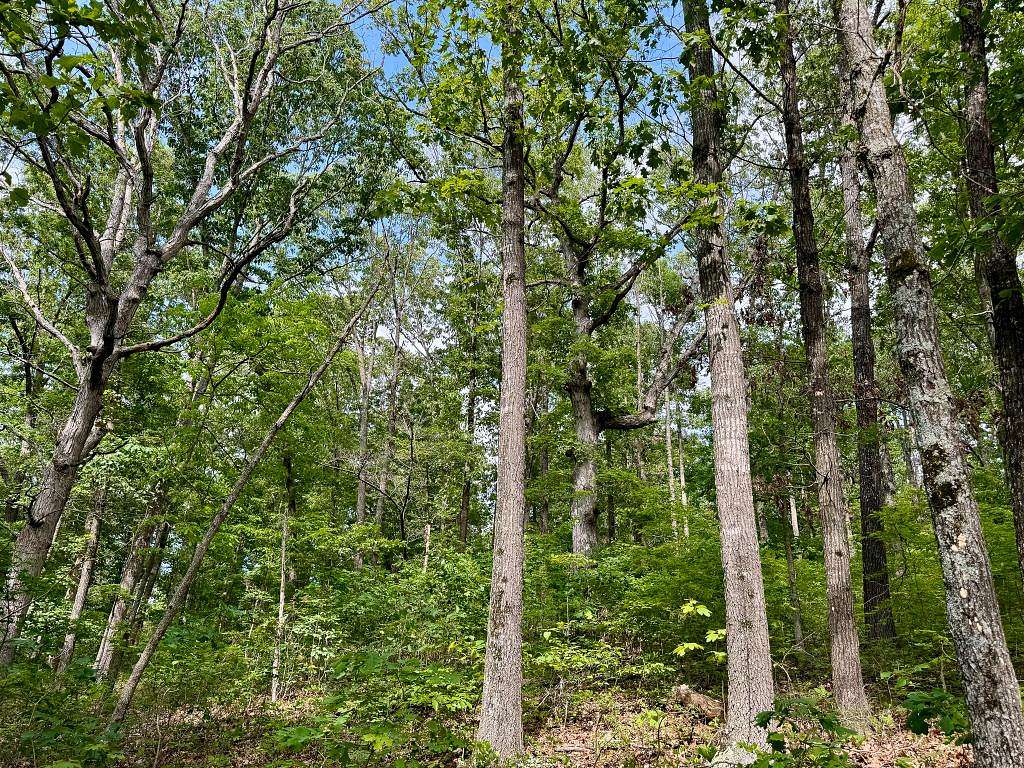 20 Acres of Recreational Land for Sale in Washburn, Missouri