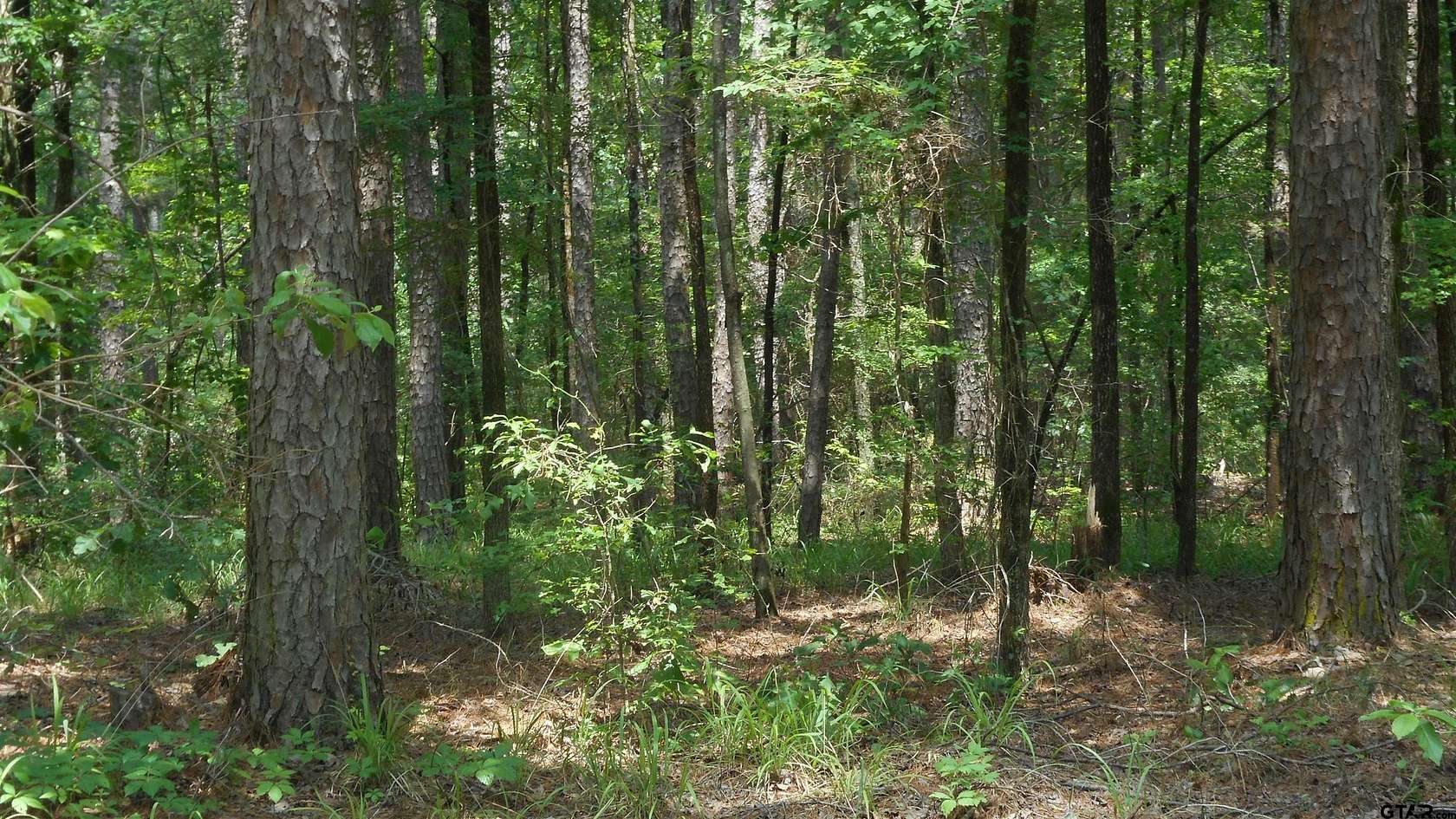 3 Acres of Residential Land for Sale in Winnsboro, Texas