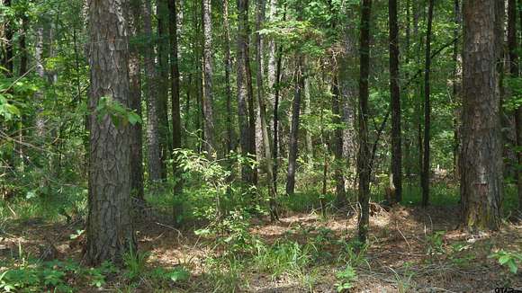 3.02 Acres of Residential Land for Sale in Winnsboro, Texas