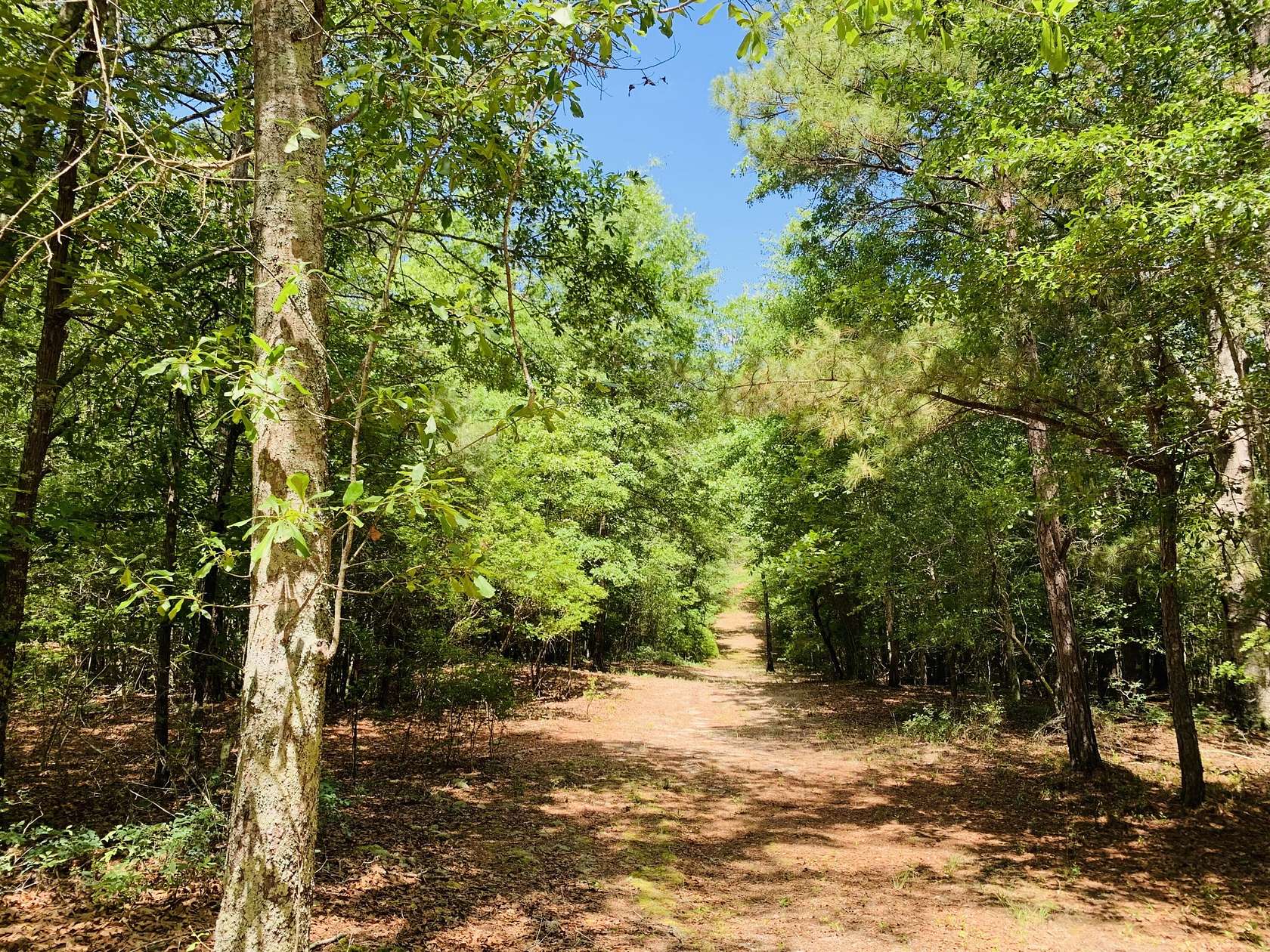 51.6 Acres of Land for Sale in Aiken, South Carolina