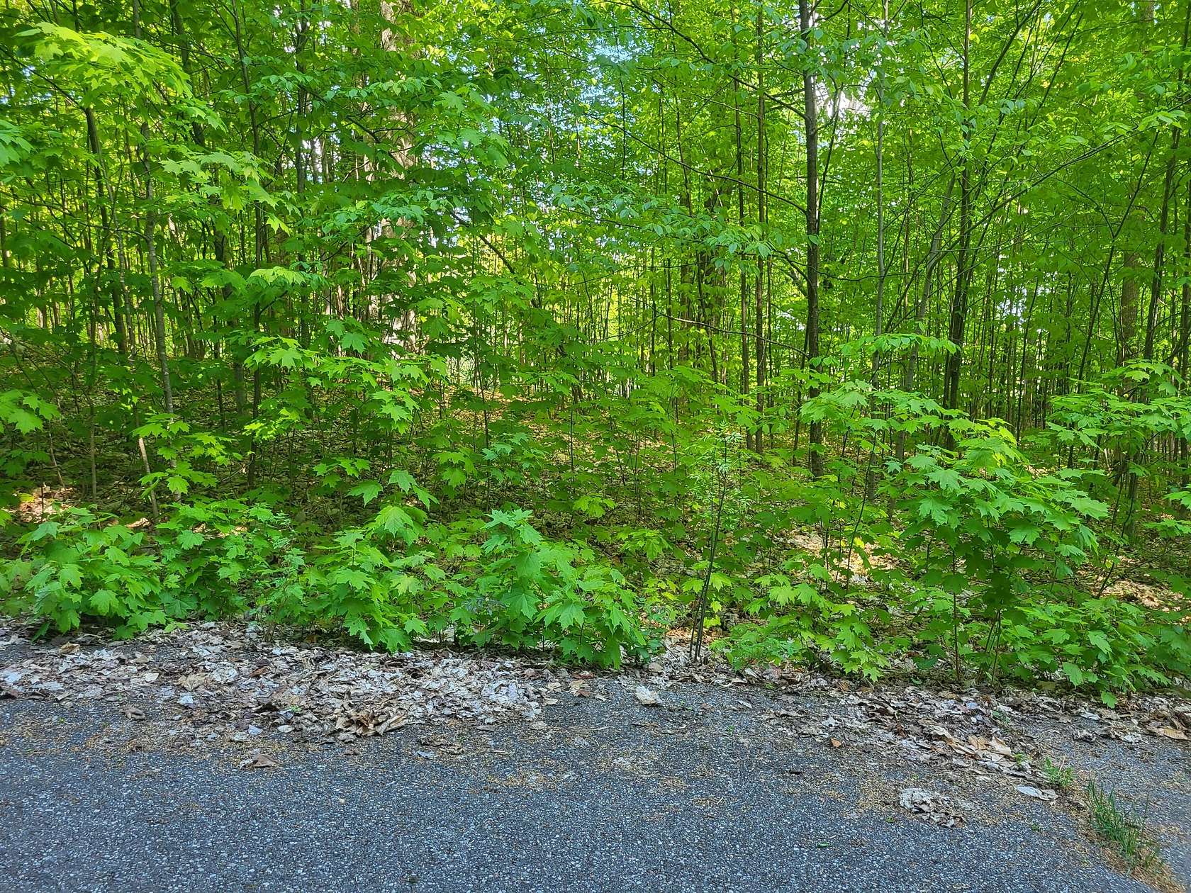 Residential Land for Sale in Vanderbilt, Michigan