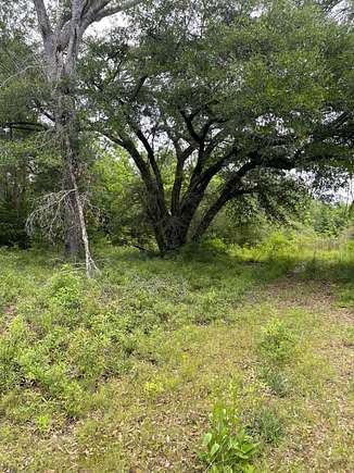 38 Acres of Recreational Land for Sale in Leesville, Louisiana