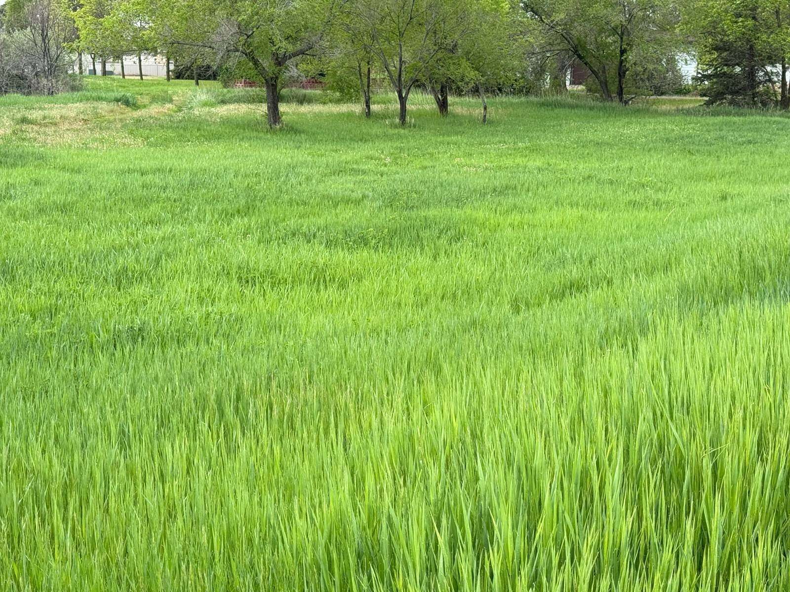 1 Acre of Residential Land for Sale in Sidney, Montana