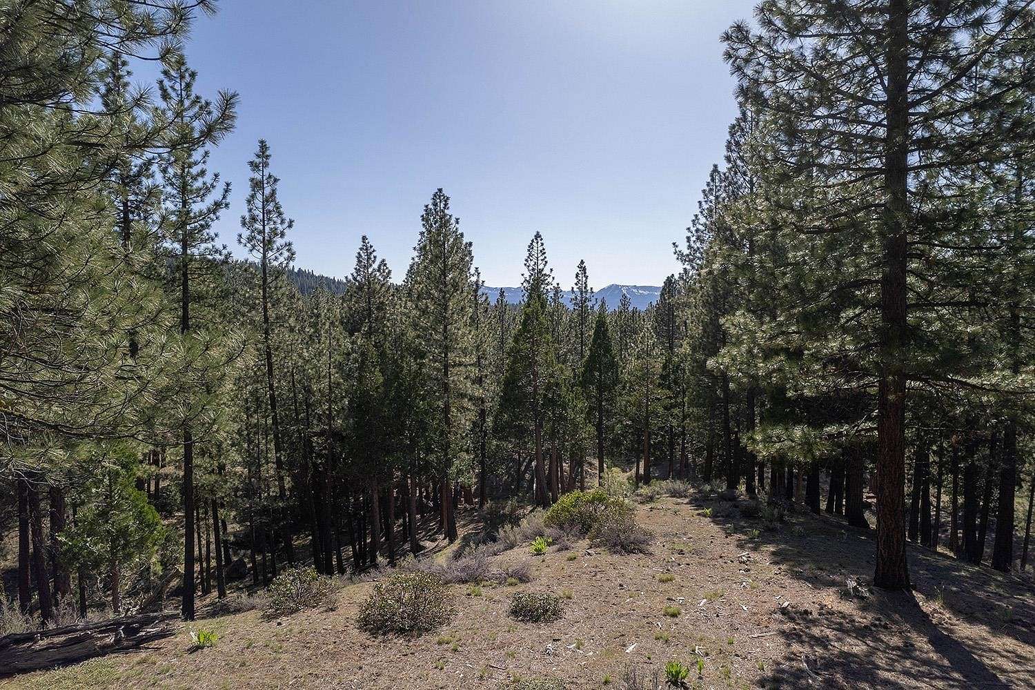 2.7 Acres of Residential Land for Sale in Clio, California