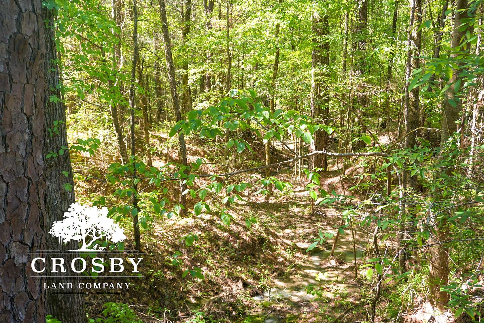 61.9 Acres of Recreational Land for Sale in Troy, South Carolina