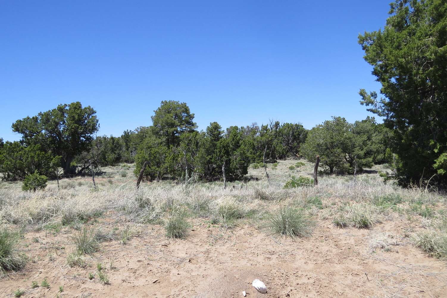 311 Acres of Land for Sale in Fence Lake, New Mexico