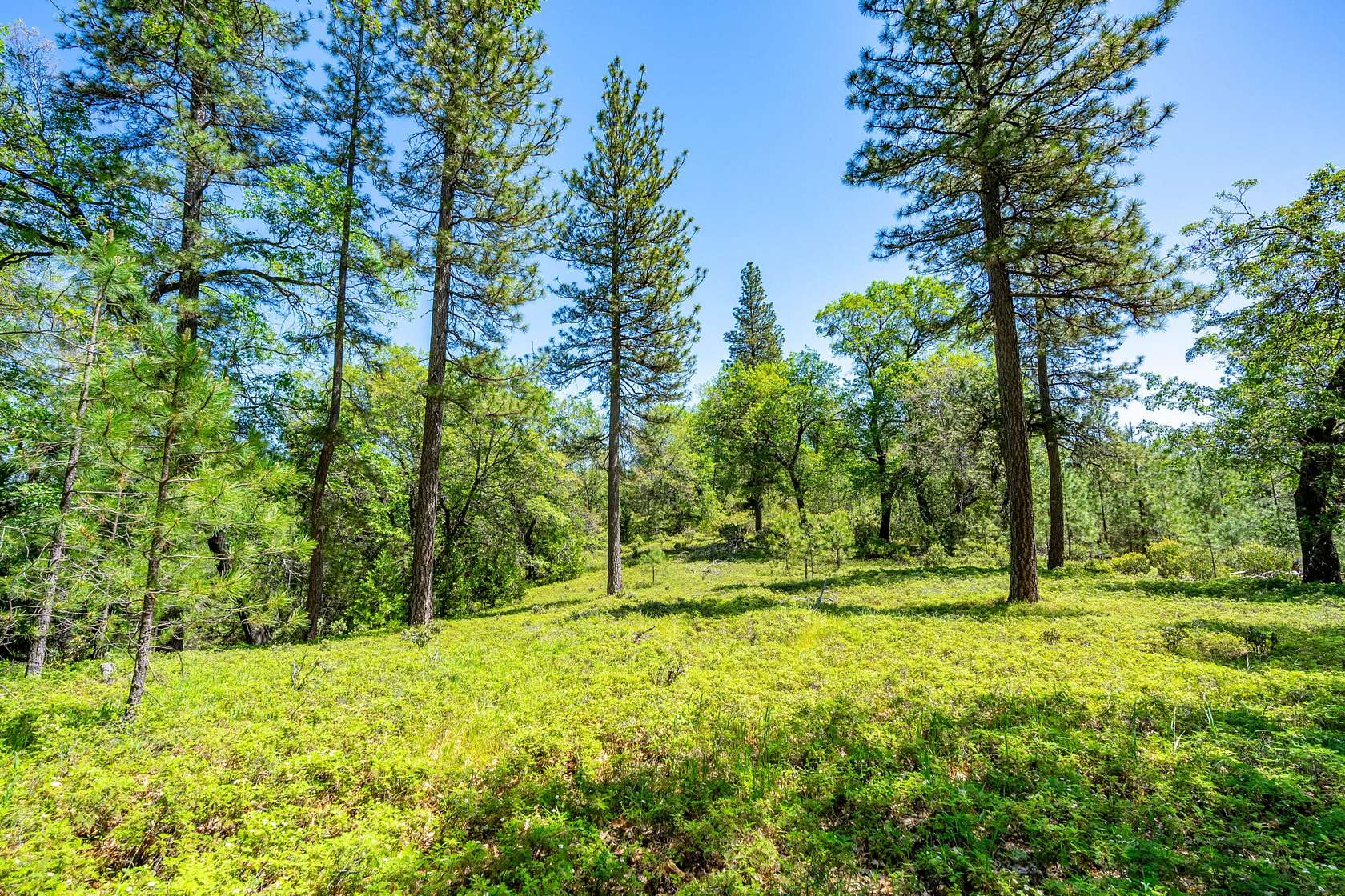 205 Acres of Recreational Land for Sale in Pioneer, California