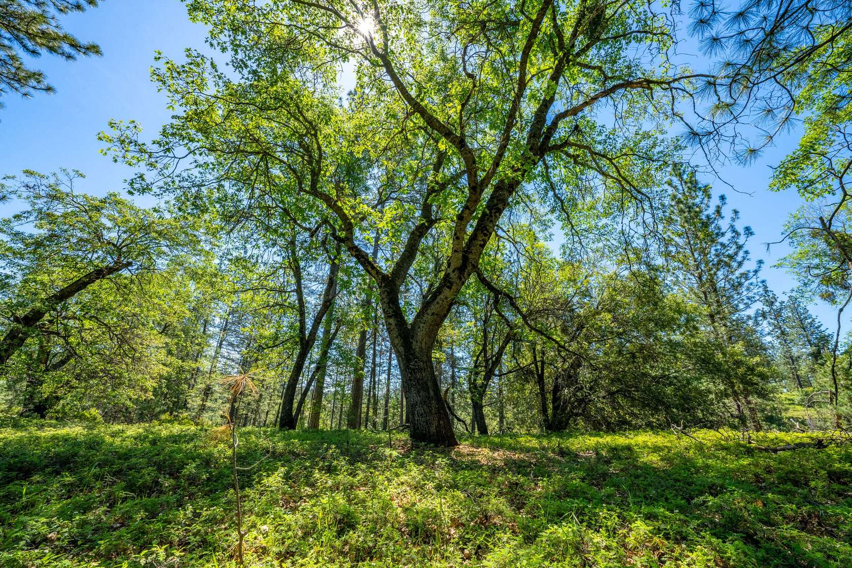 205 Acres of Recreational Land for Sale in Pioneer, California