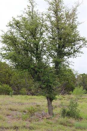 10 Acres of Land for Sale in Evant, Texas
