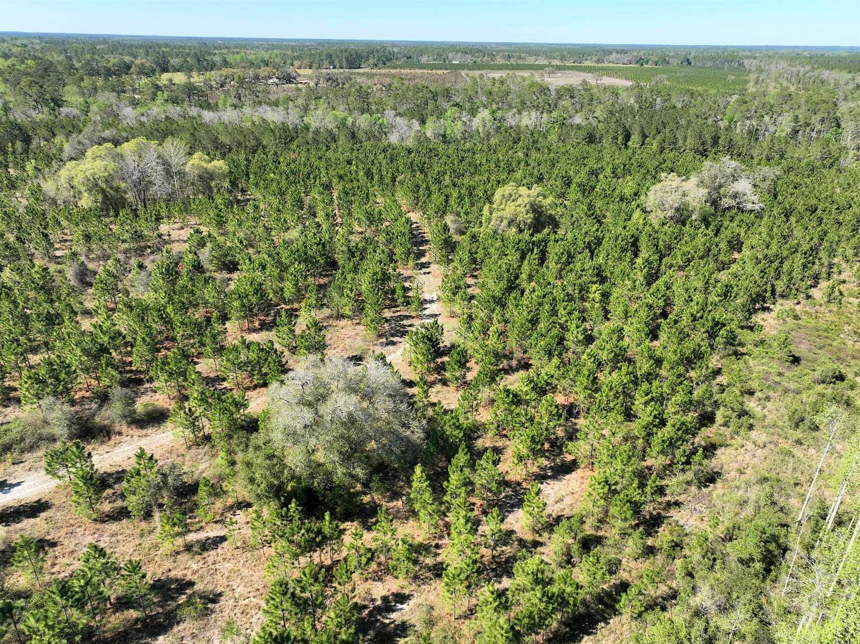 52 Acres of Recreational Land for Sale in Folkston, Georgia