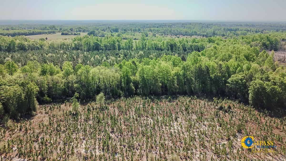 43 Acres of Recreational Land for Sale in Jefferson, South Carolina