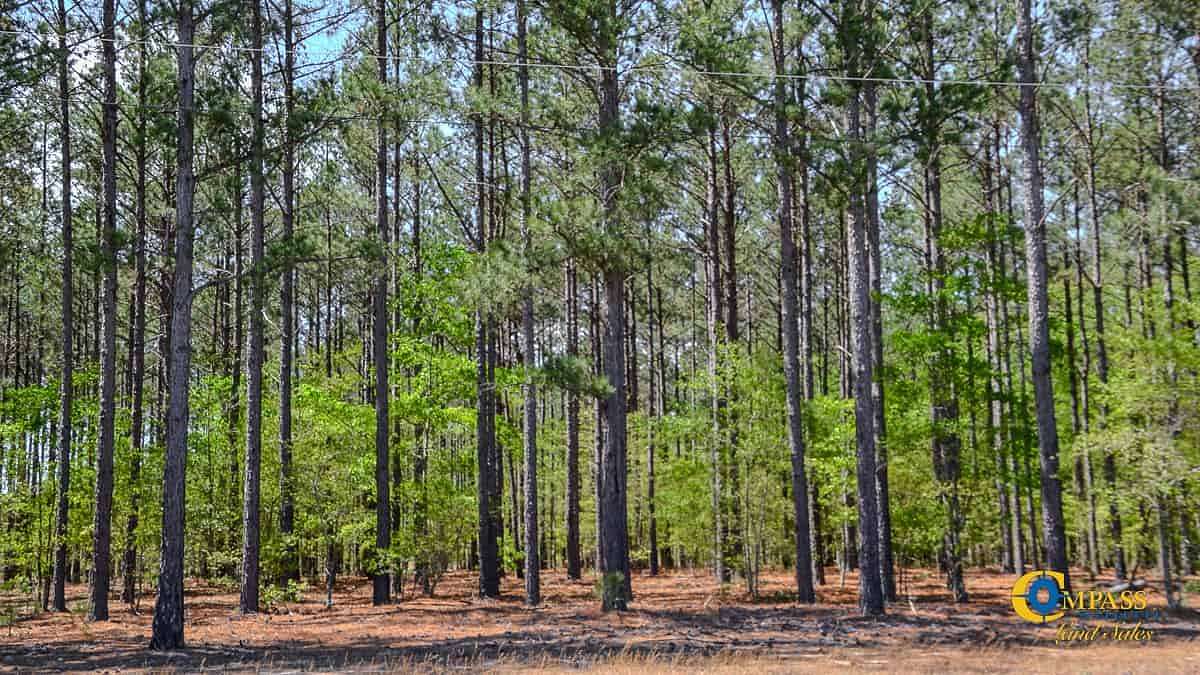 313 Acres of Recreational Land for Sale in Jefferson, South Carolina