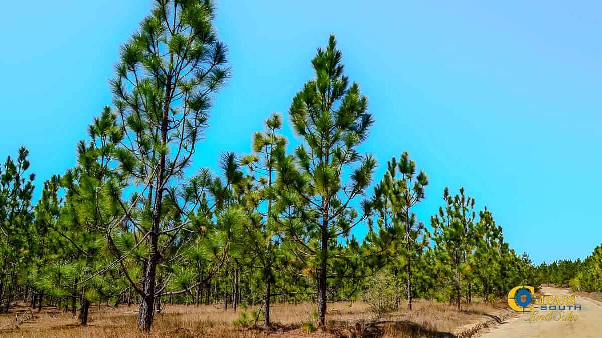 39 Acres of Recreational Land for Sale in Jefferson, South Carolina