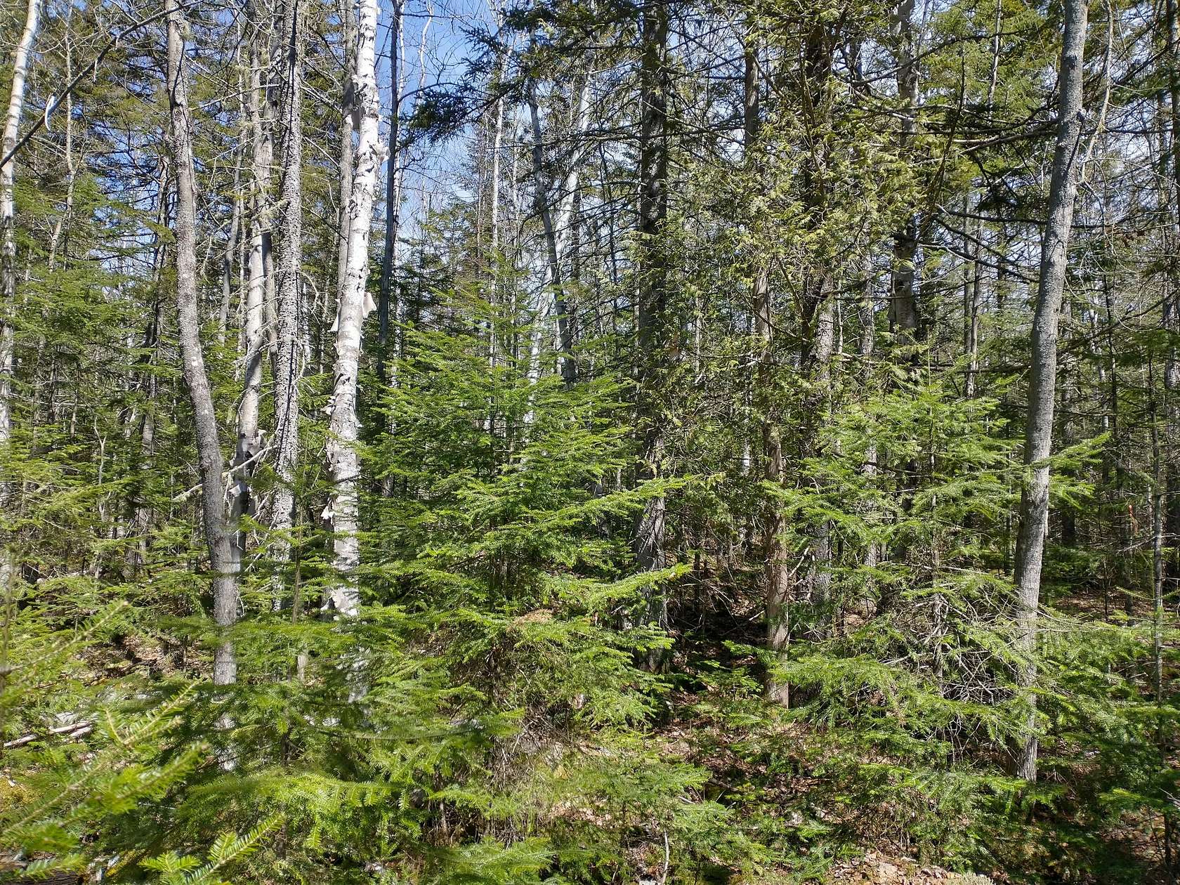 2 Acres of Land for Sale in Rangeley, Maine