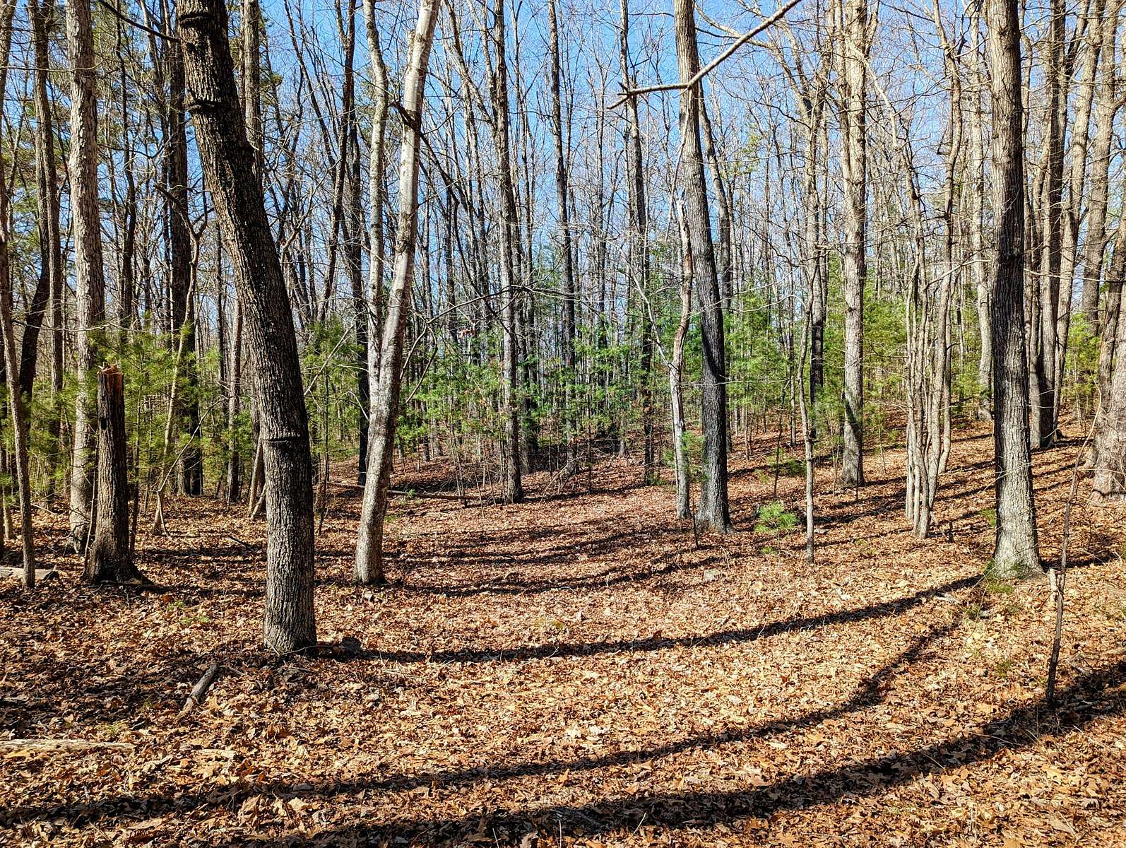 29.62 Acres of Land for Sale in Max Meadows, Virginia