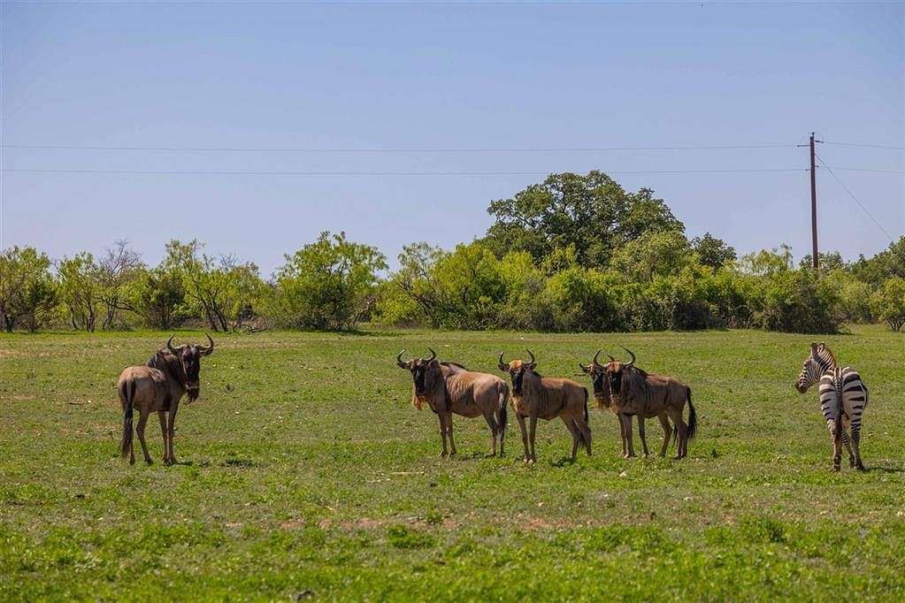 155 Acres of Recreational Land for Sale in Sidney, Texas