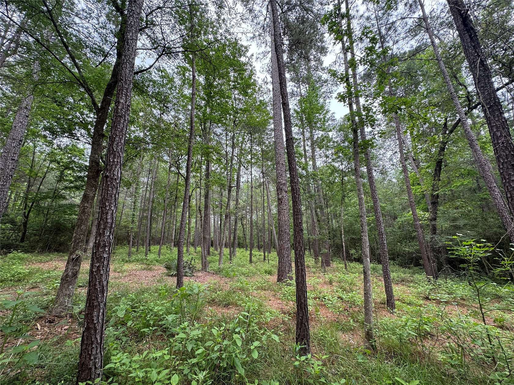 2.581 Acres of Residential Land for Sale in Huntsville, Texas