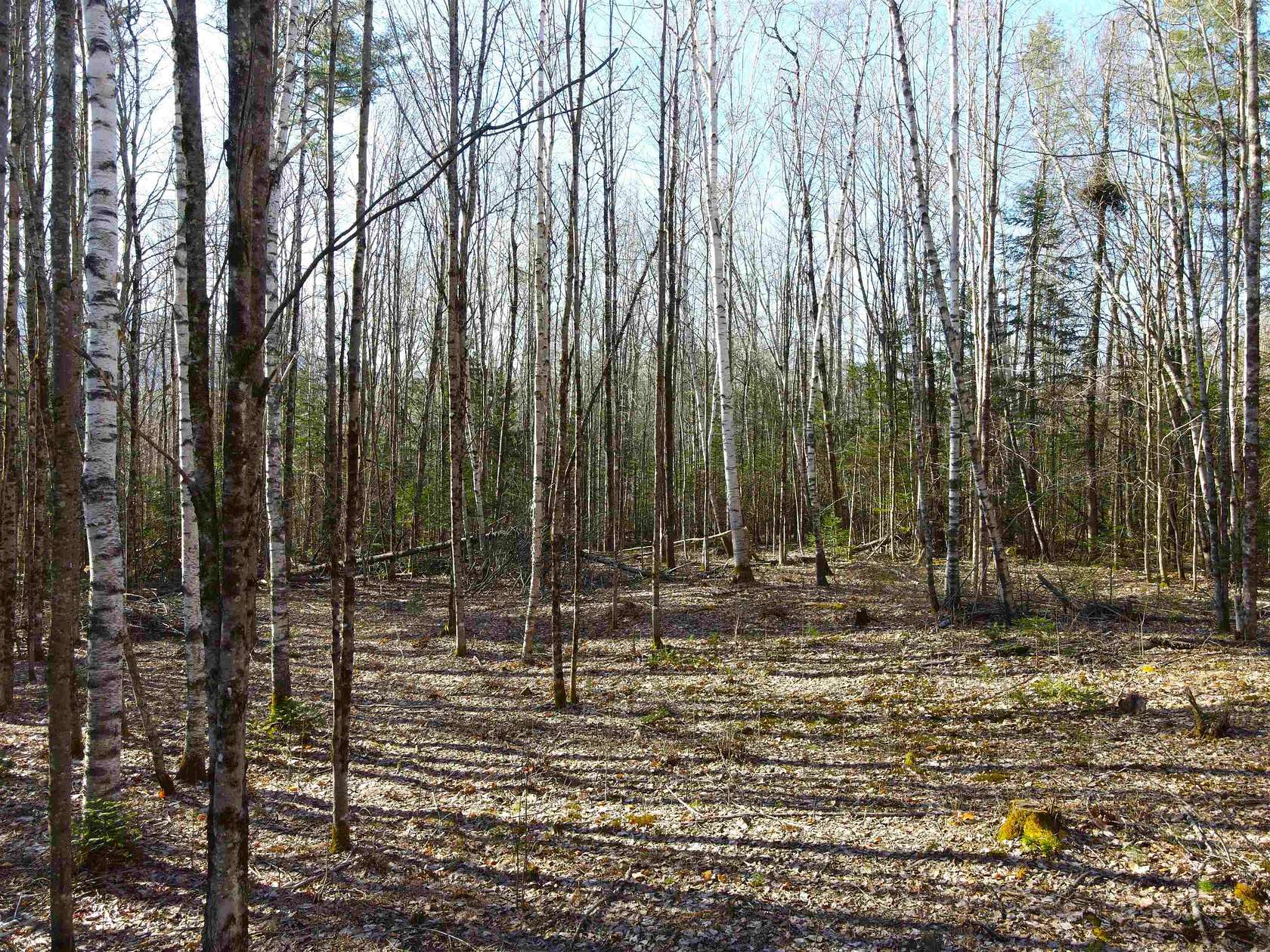 5.3 Acres of Residential Land for Sale in Warren, New Hampshire