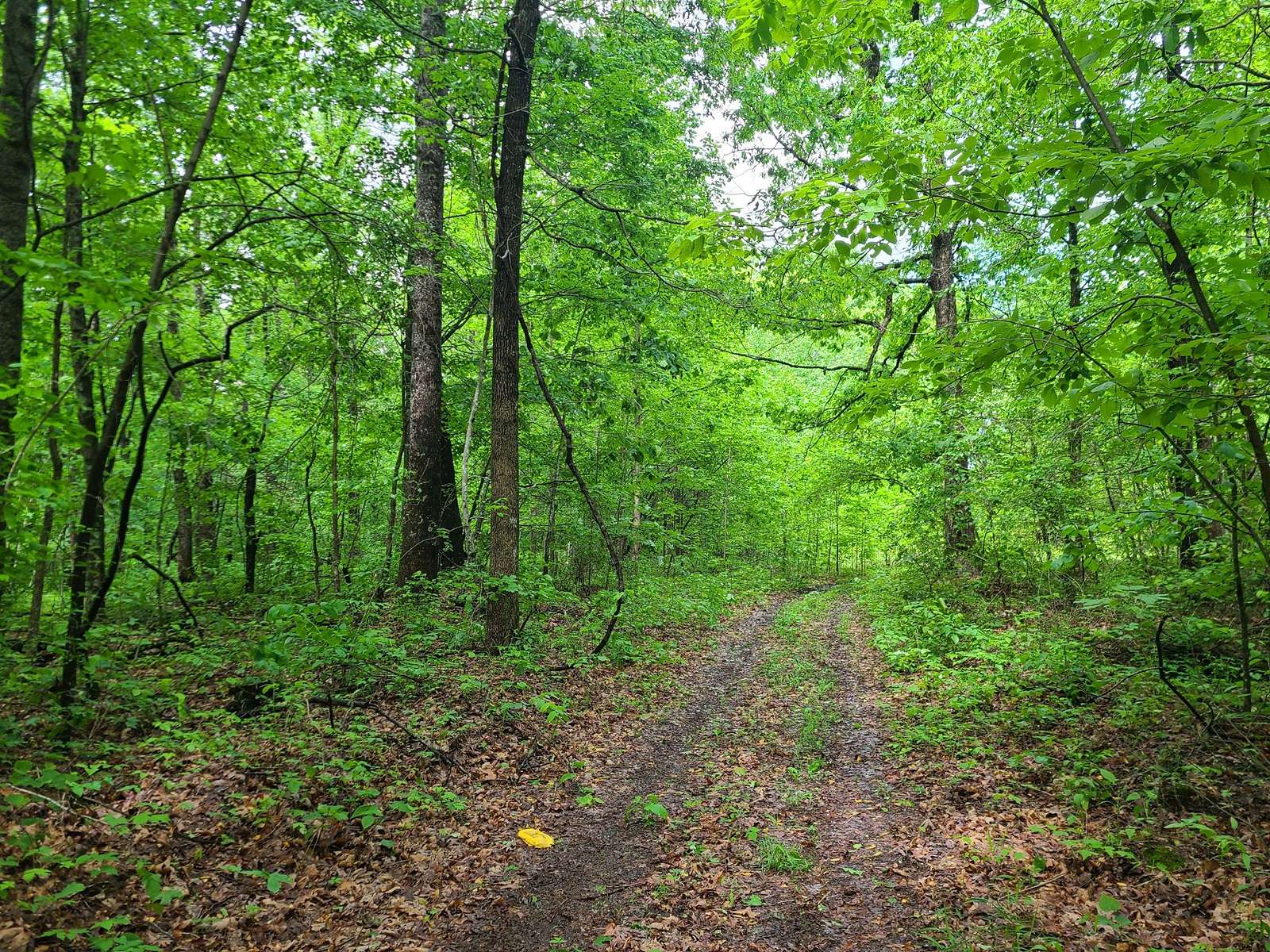 1,004 Acres of Recreational Land & Farm for Sale in Liberty, Kentucky