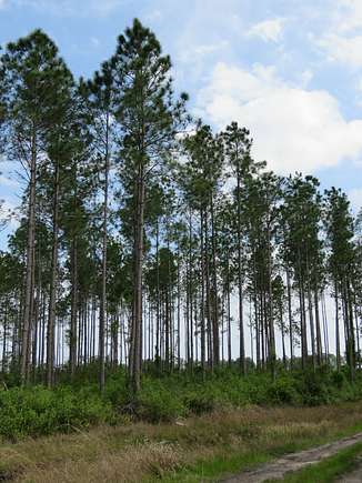 1,425 Acres of Land for Sale in Chiefland, Florida