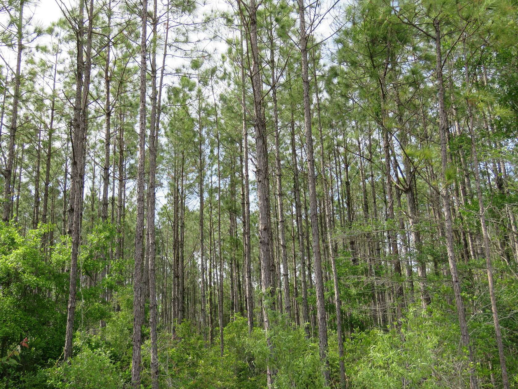 3,822 Acres of Land for Sale in Bronson, Florida