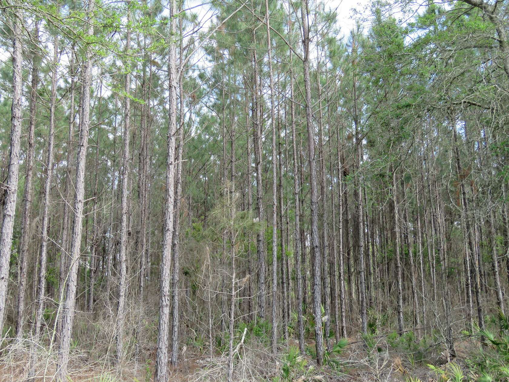 6,067 Acres of Land for Sale in Otter Creek, Florida