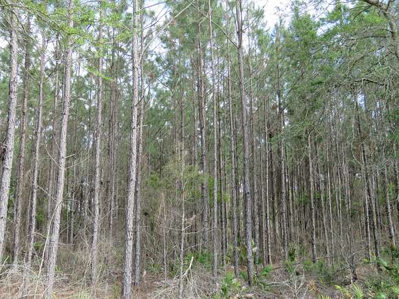 6,067 Acres of Land for Sale in Otter Creek, Florida