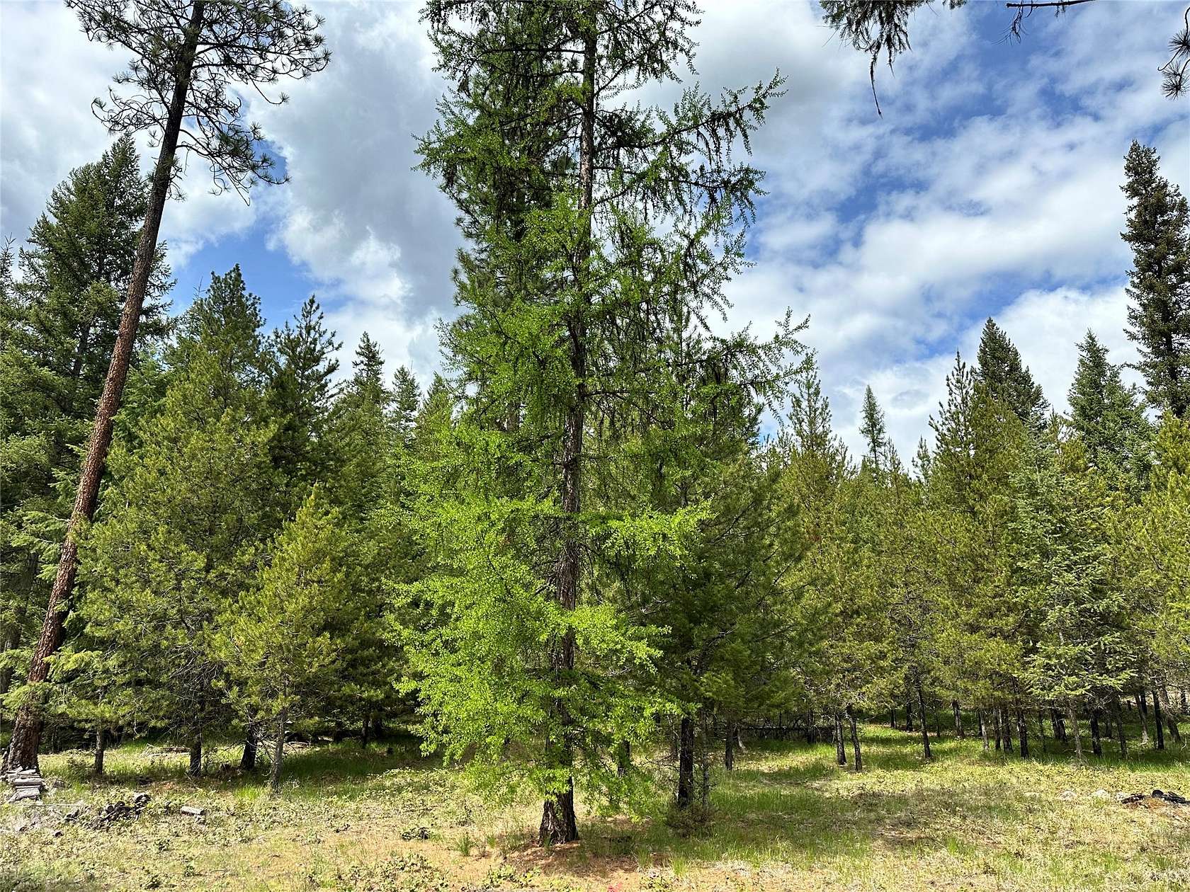 2 Acres of Residential Land for Sale in Thompson Falls, Montana