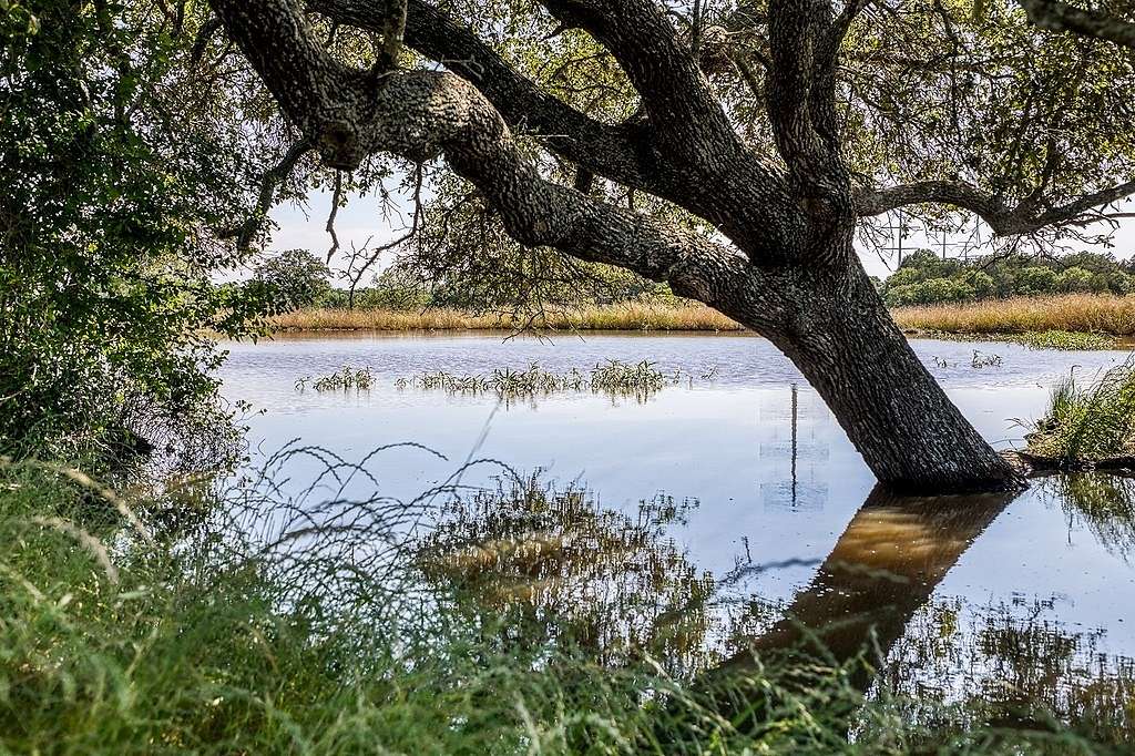 78.8 Acres of Agricultural Land for Sale in Brenham, Texas