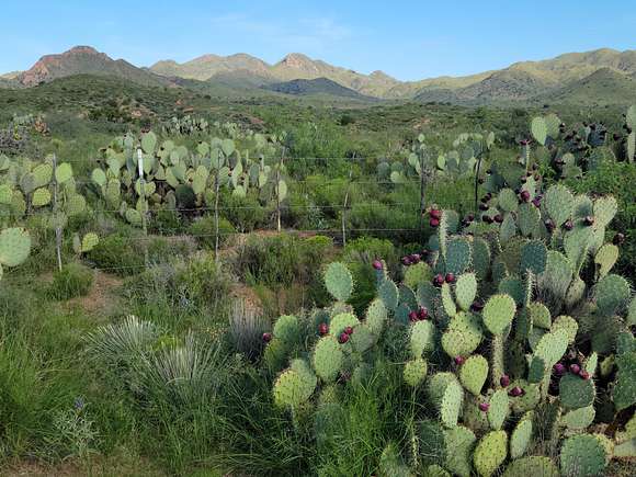 Lush desert landscape