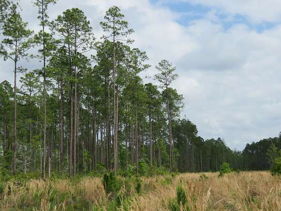 2,962 Acres of Land for Sale in Chiefland, Florida