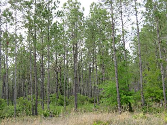 807 Acres of Land for Sale in Otter Creek, Florida