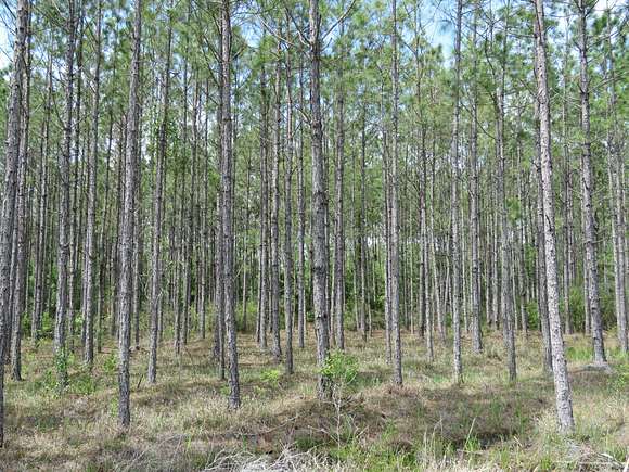 1,131 Acres of Land for Sale in Otter Creek, Florida