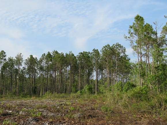 706 Acres of Land for Sale in Bronson, Florida
