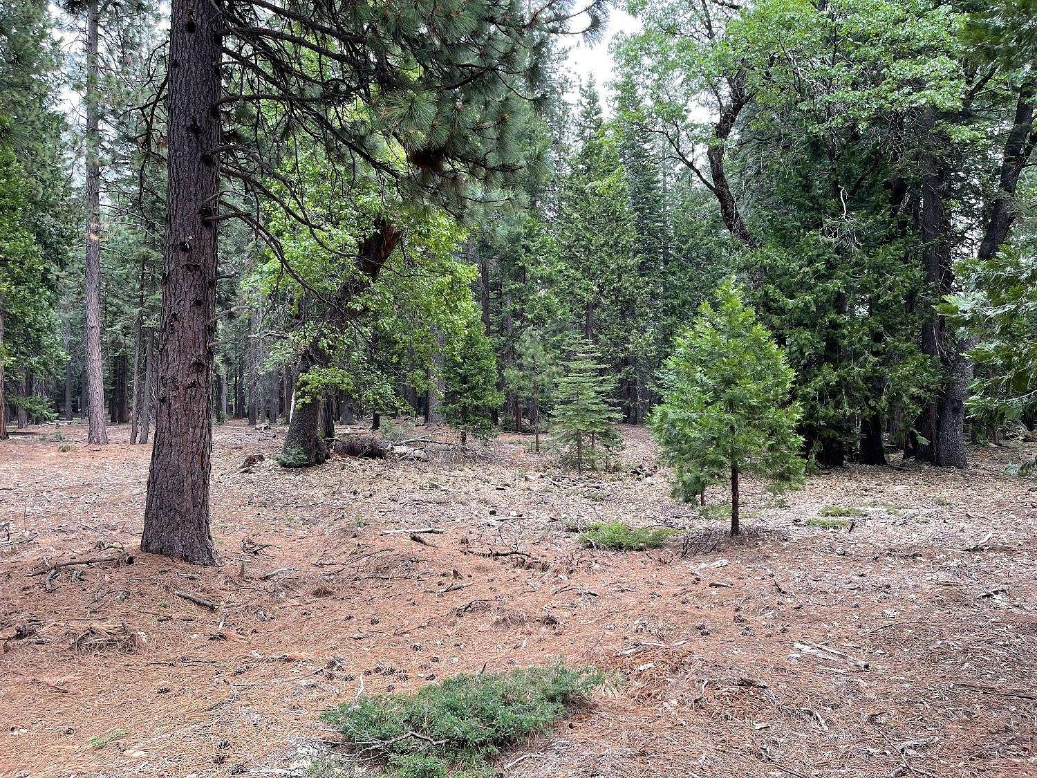 3.9 Acres of Residential Land for Sale in Camp Connell, California