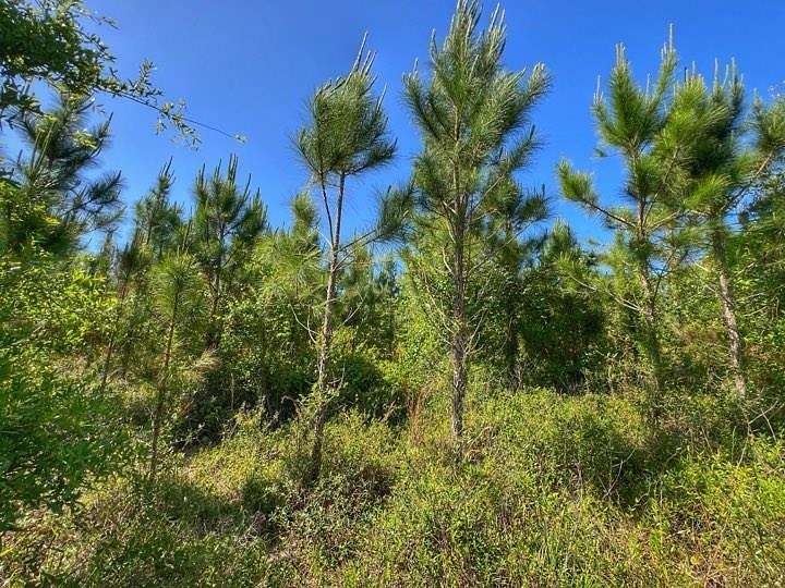 40 Acres of Land for Sale in Chiefland, Florida