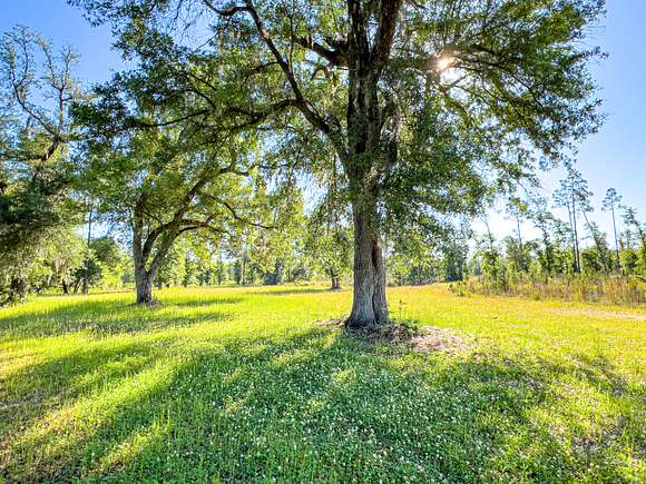 247 Acres of Recreational Land for Sale in Altha, Florida