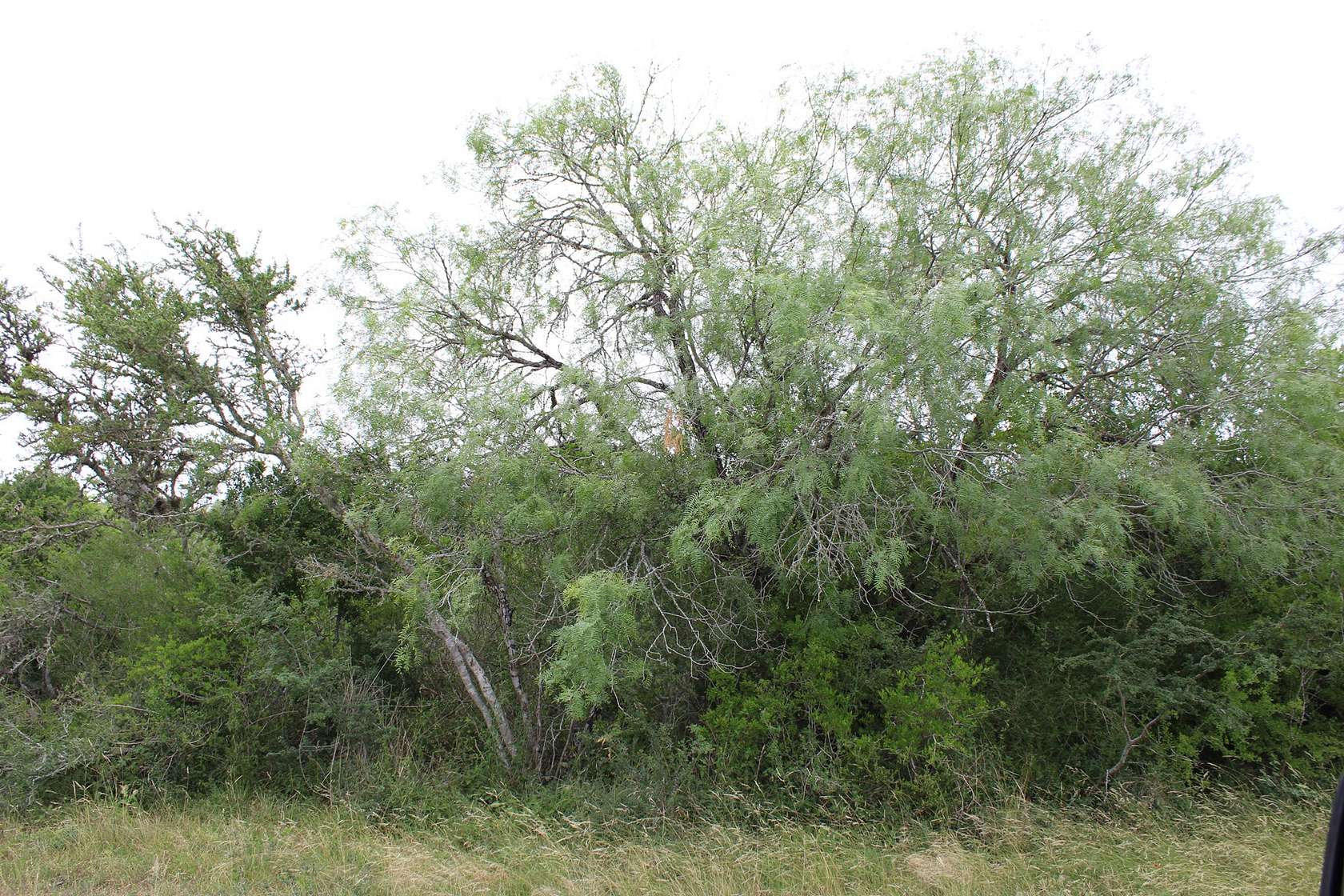 0.24 Acres of Residential Land for Sale in Sandia, Texas