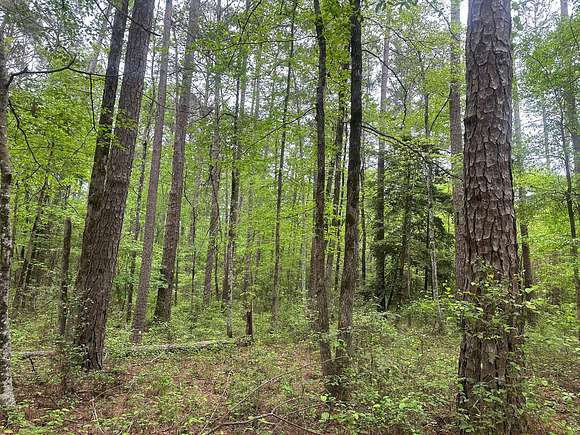 40 Acres of Land for Sale in Bearden, Arkansas