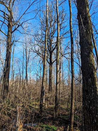 80 Acres of Recreational Land for Sale in Catawba, Wisconsin