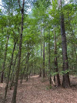 38 Acres of Recreational Land & Farm for Sale in Red Level, Alabama