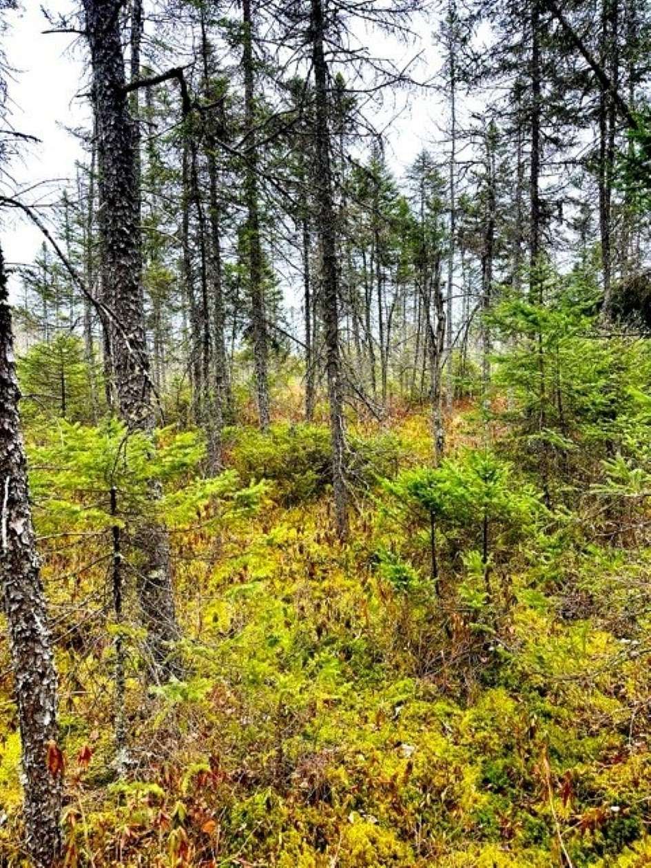 114 Acres of Recreational Land for Sale in Phillips, Wisconsin