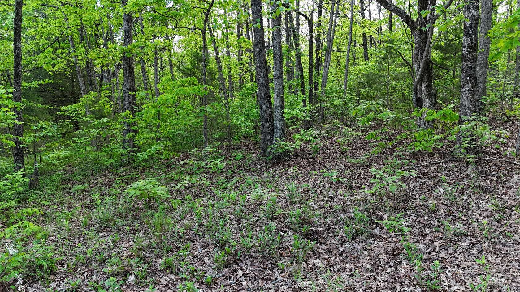 10 Acres of Residential Land for Sale in Seymour, Missouri