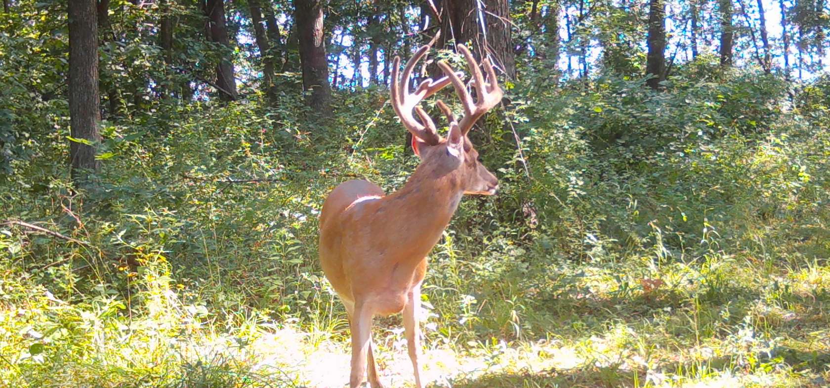 488 Acres of Land with Home for Sale in Luray, Missouri
