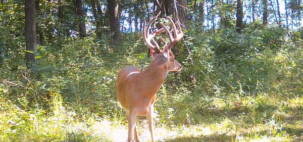 488 Acres of Land with Home for Sale in Luray, Missouri