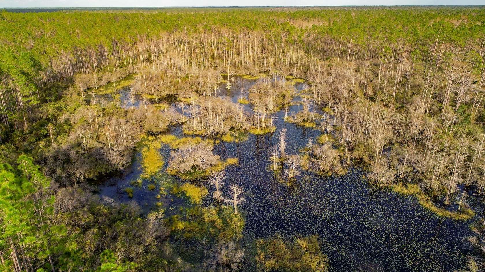 77.6 Acres of Recreational Land for Sale in Perry, Florida